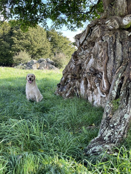 527 Whatitiri Road, Poroti, Whangārei - Carousel 19