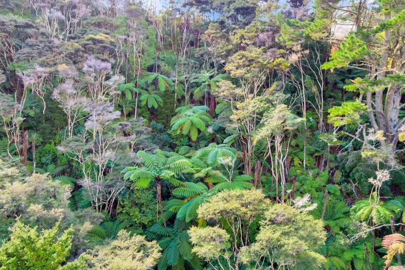 40 Schollum Access Road, Pohuehue, Warkworth - Carousel 25