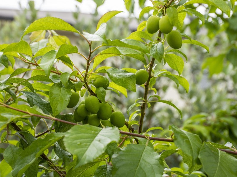 2/23 Robins Road, Judea, Tauranga - Carousel 16