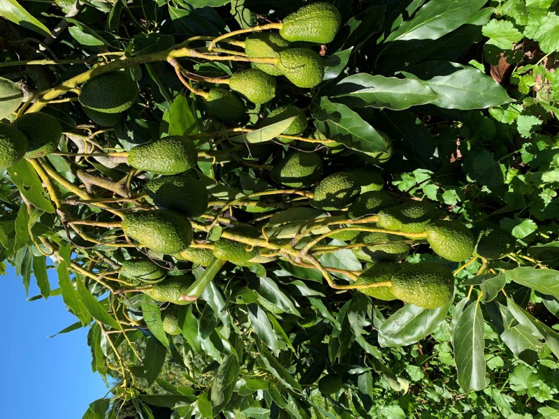 57 Stone Wall Rise, Whangarei - Carousel 25