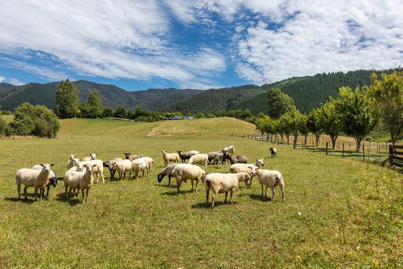 22 Hebberds Road, Rai Valley - Carousel 1