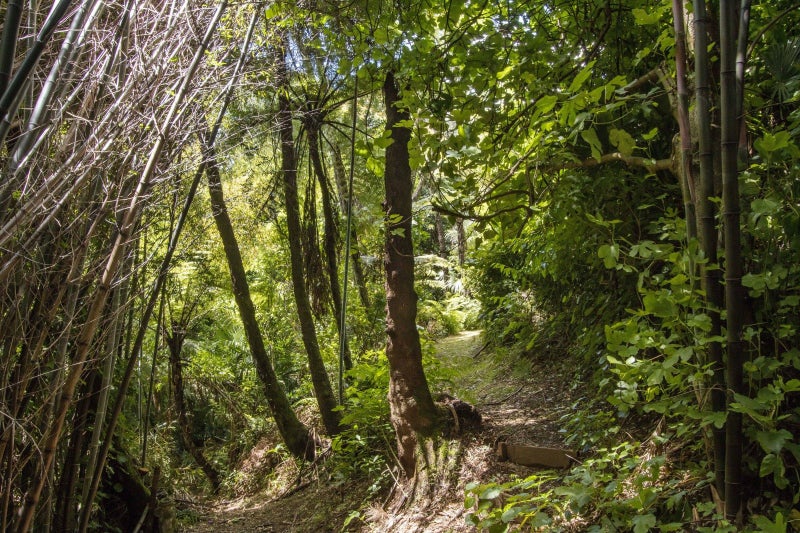 213A Minden Road, Minden, Tauranga - Carousel 28