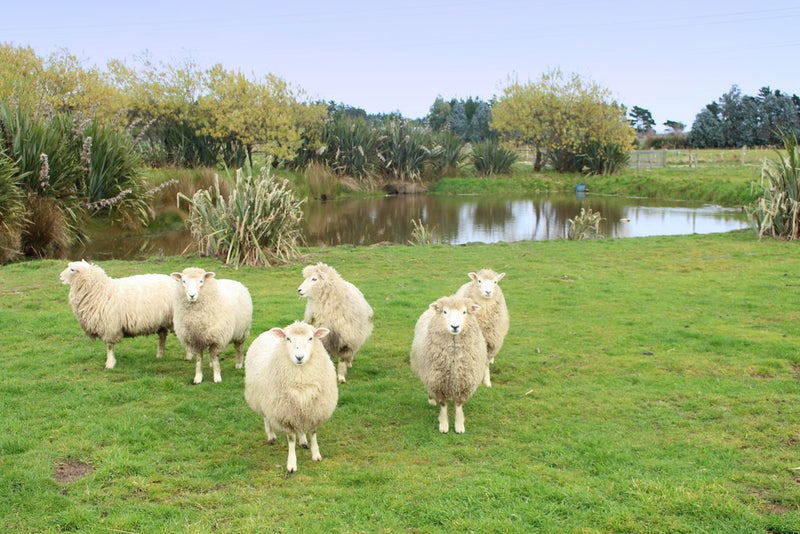 170 Wilcox Road, Seaward Bush, Invercargill - Carousel 1
