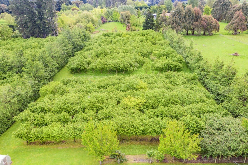 87 Marshmans Road, Ashley, Rangiora - Carousel 28