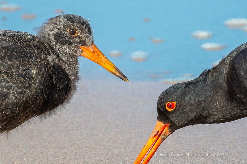 274 Queens Drive, Lyall Bay, Wellington - Carousel 34