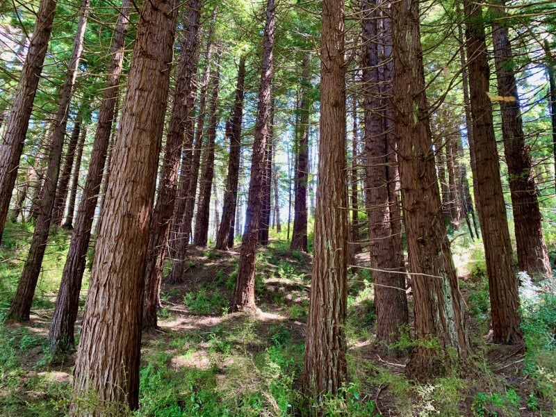 0 Puhata Rd, Herekino, Kaitaia - Carousel 2