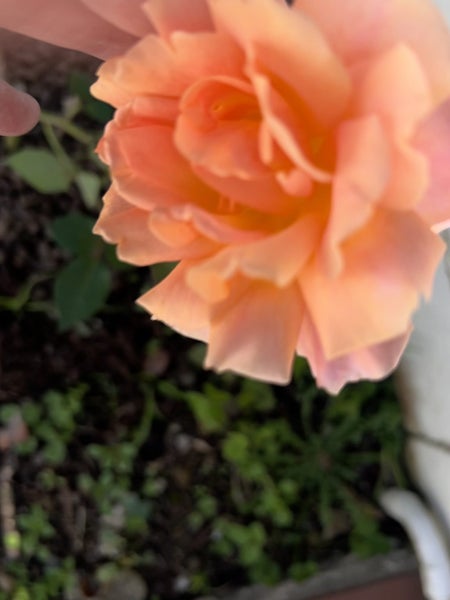 1/3 Brown Street, Hauraki, Auckland - Carousel 12