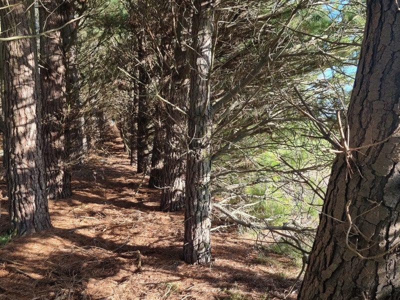 484 Pesters Road, Rangiora - Carousel 23