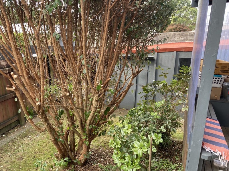 69 Clarke Street, Gate Pa, Tauranga - Carousel 15