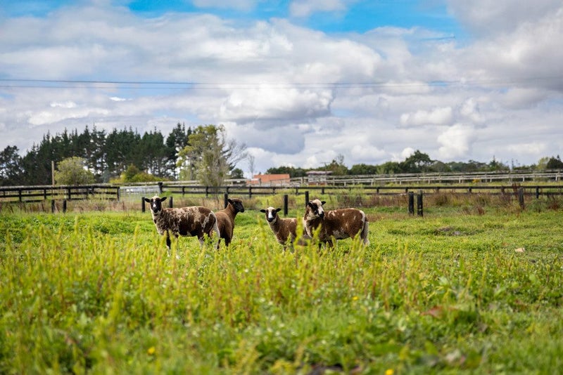 17 Course Lane, Sanson, Sanson - Carousel 14