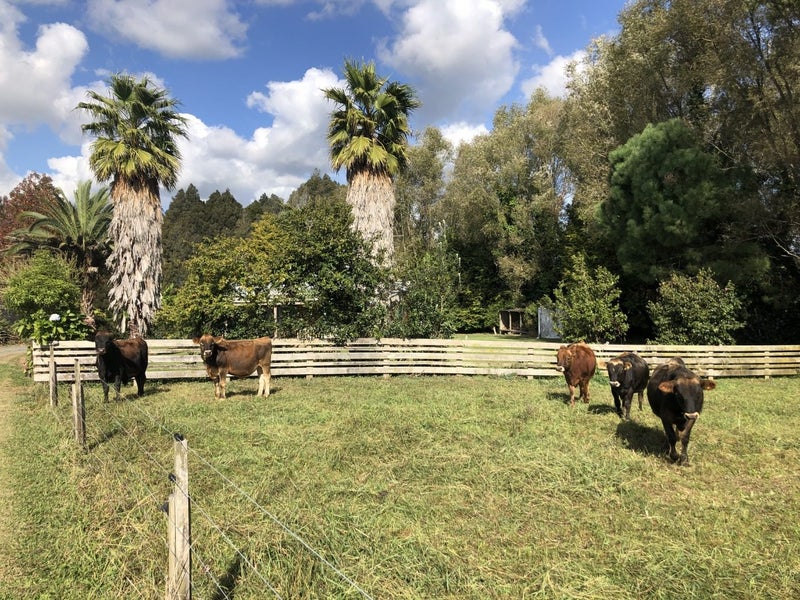 196 Lindsay Road, Whatawhata - Carousel 2