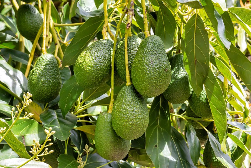 7 Puriri Grange Lane, Whangarei - Carousel 28