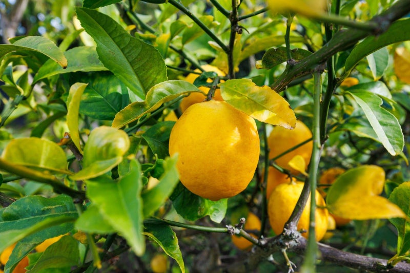 191 Tremaine Avenue, Westbrook, Palmerston North - Carousel 30