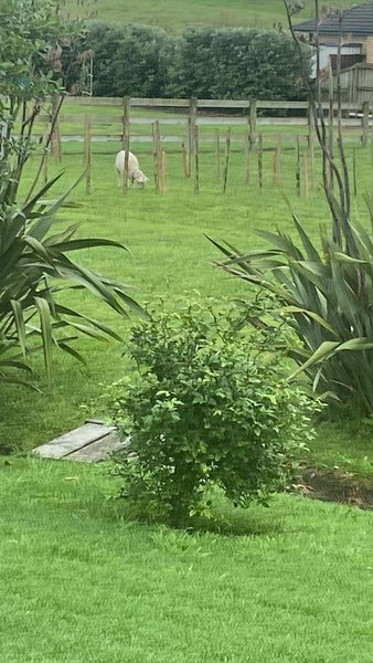 11B Karioitahi Road, Waiuku, Waiuku - Carousel 19