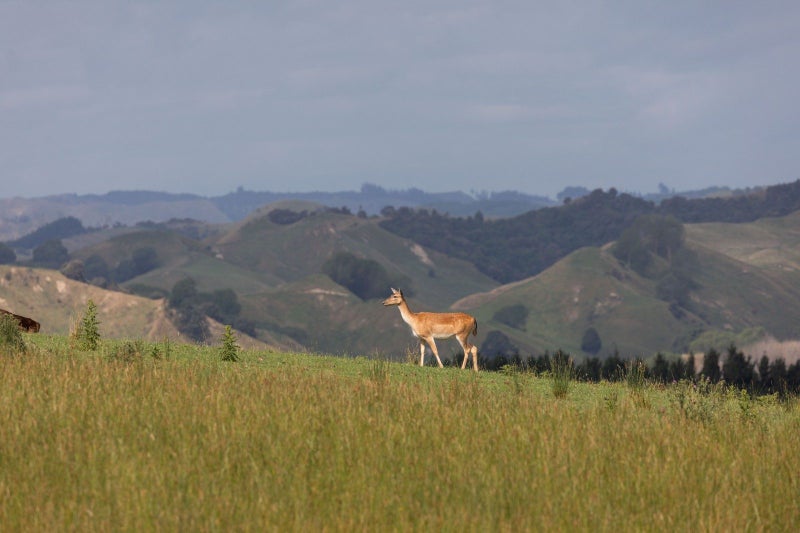 238 Roberts Avenue, Aramoho, Whanganui - Carousel 2