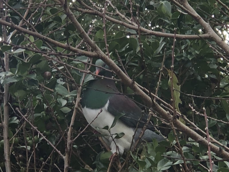 4 Corns Street, Kensington, Whangarei - Carousel 19