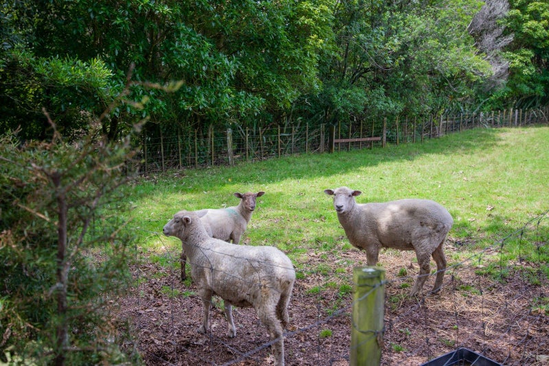 46 Tauranga Direct Road, Hamurana - Carousel 29