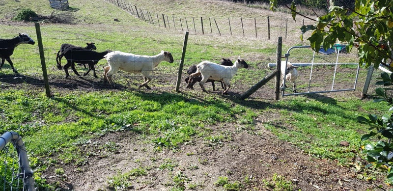 122A Forestry Road, Kaukapakapa - Carousel 13