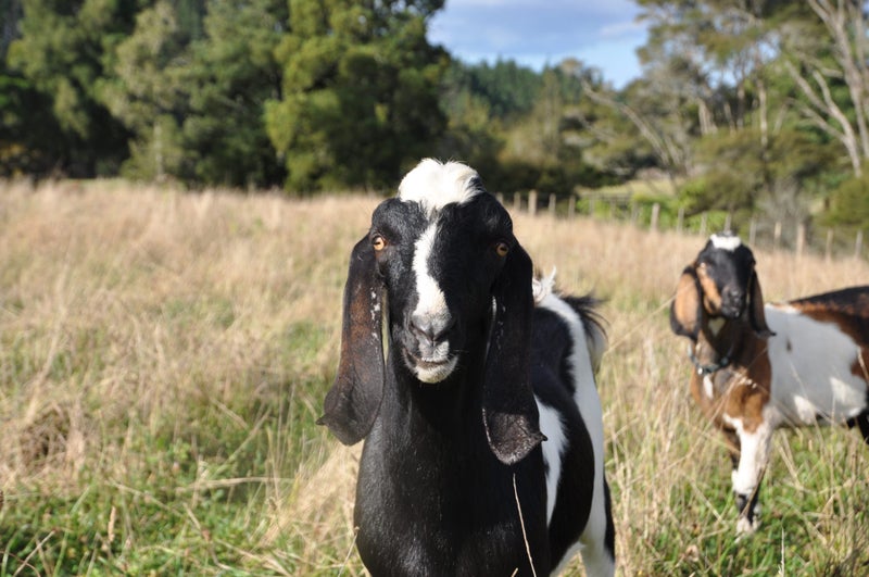 36F Farquharson Road, Papakura - Carousel 26
