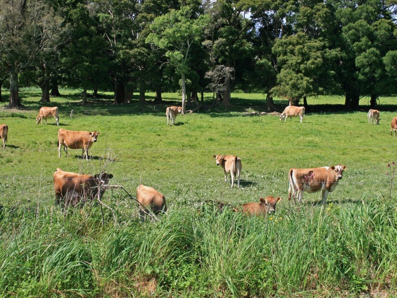 641 Opouri Road, Rai Valley - Carousel 18