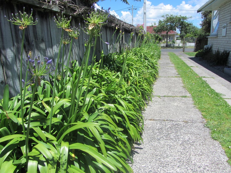 12 Rawene Street, Nawton, Hamilton - Carousel 15