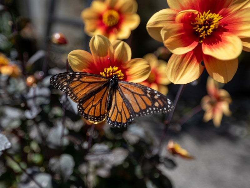74 Sunset Road, Mangakakahi, Rotorua - Carousel 20