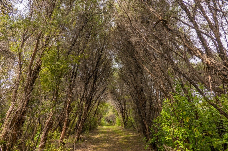 123 Pumpkin Hill Road, Pumpkin Hill - Carousel 26