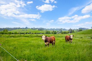 0 Kahikatea Flat Road, Waitoki, Waitoki - Carousel 1