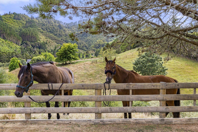 1007 Old Mountain Road, Waitetuna - Carousel 30