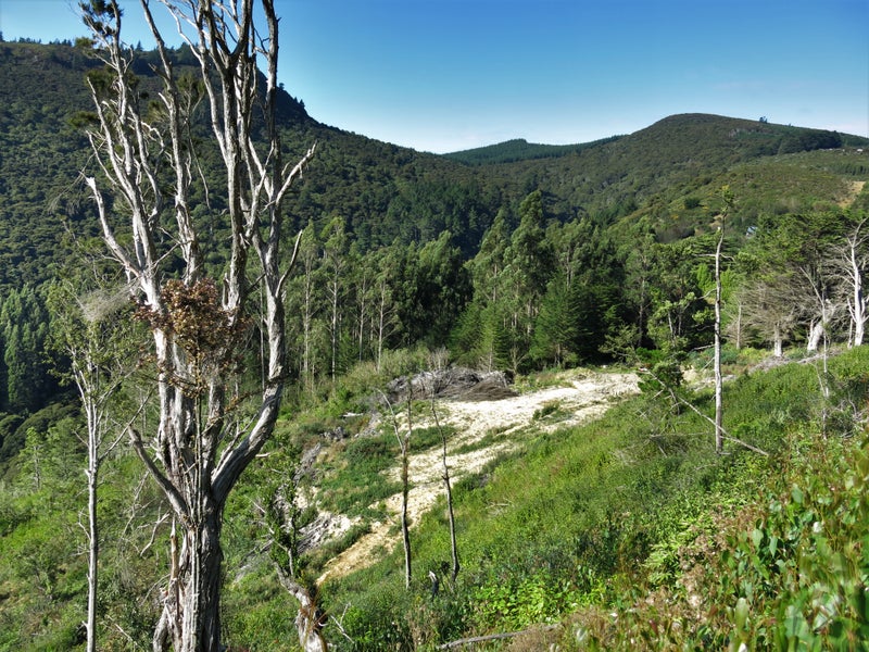 533 Mount Cargill Road, Mount Cargill, Waitati - Carousel 2