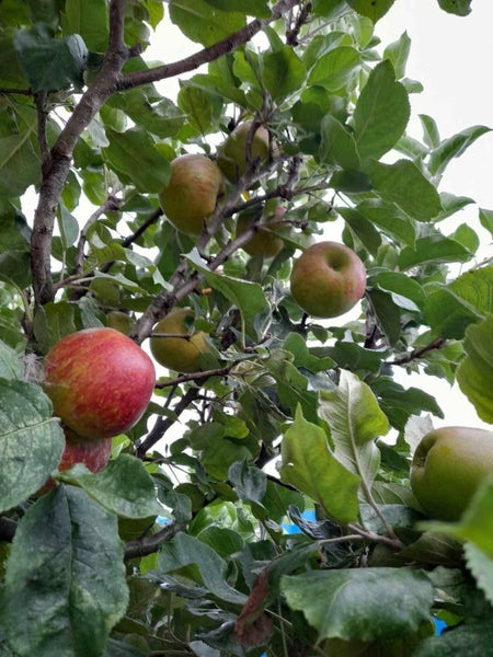 10 Monmouth Place, Tamatea, Napier - Carousel 2