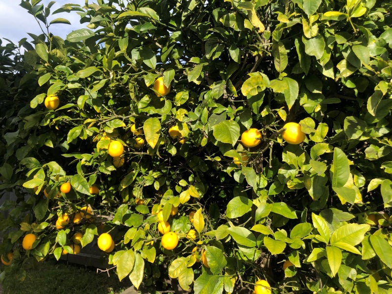 1/29 Wilsons Road South, Saint Martins, Christchurch - Carousel 18