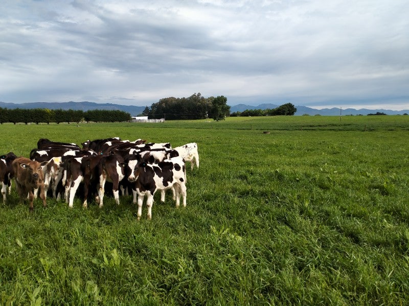 215 Paget Road, Ashley Clinton, Takapau - Carousel 1