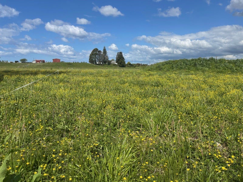 2221 State Highway 2, PUKEHINA - Carousel 2