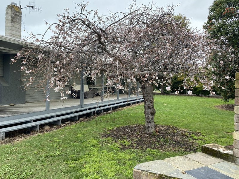 21 Scarrott Road, Bay View, Napier - Carousel 9