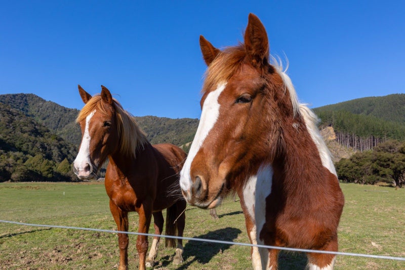 344 Crail Bay Road, CRAIL BAY - Carousel 35
