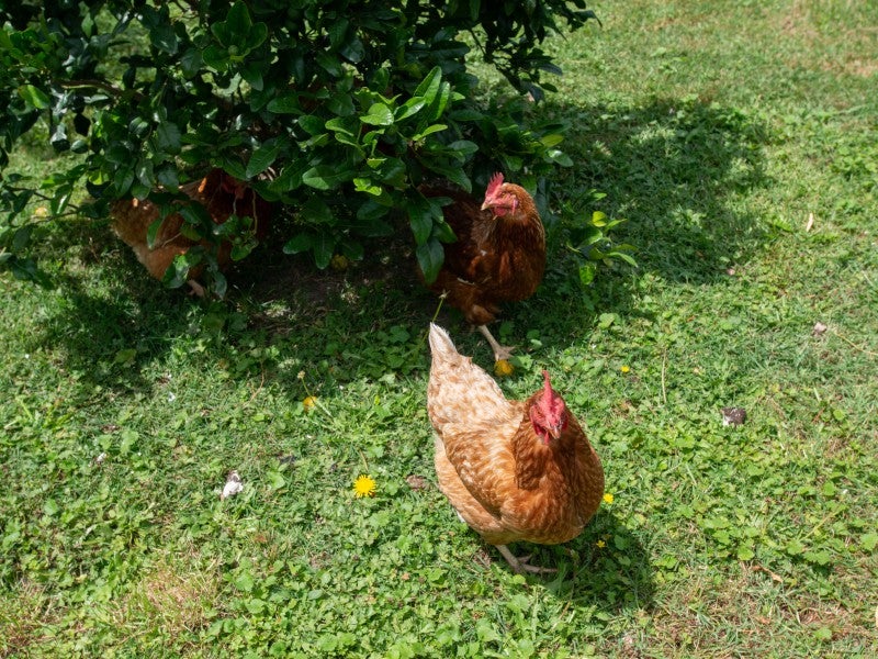 20 Deakin Place, Clive, Clive - Carousel 26