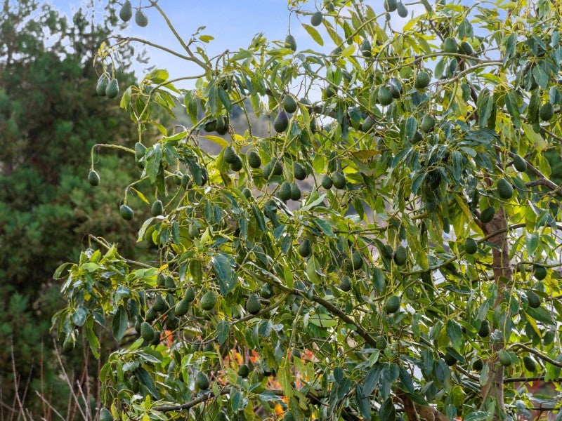 3 D'Urville Way, Welcome Bay, Tauranga - Carousel 14