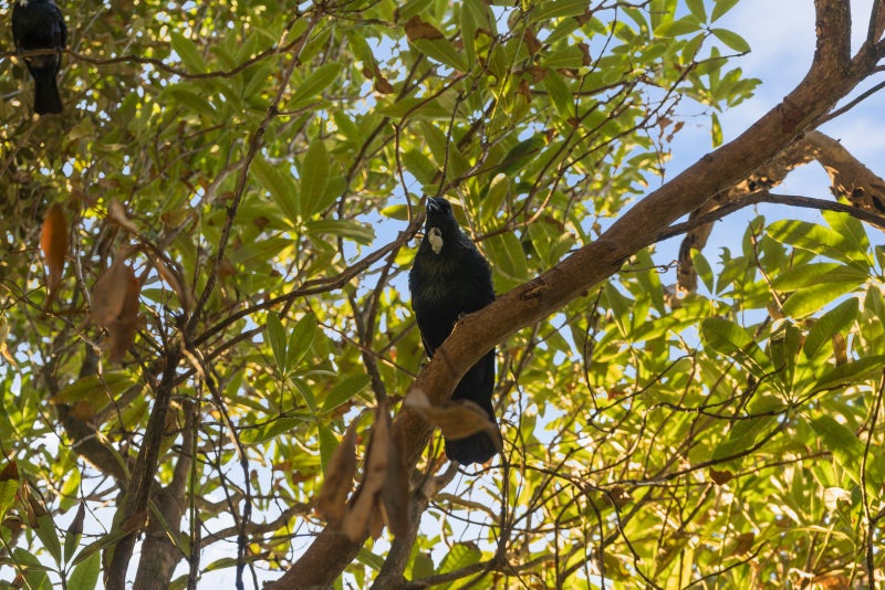 137 Coromandel Street, Newtown, Wellington - Carousel 21