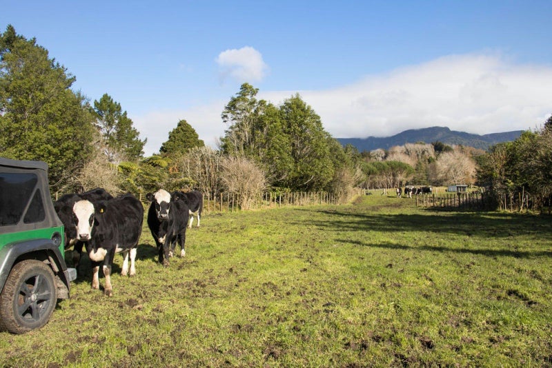 60 Hume Road, Katikati - Carousel 34