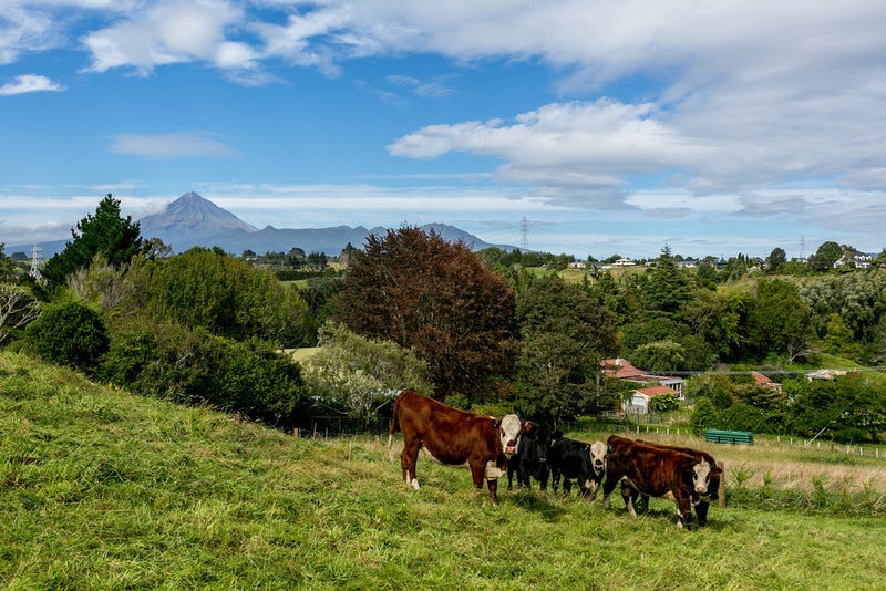43 Saxton Road, Upper Vogeltown, New Plymouth - Carousel 21