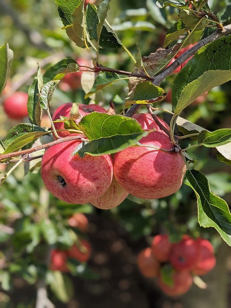 620 West Coast Road, Makarau, Warkworth - Carousel 41