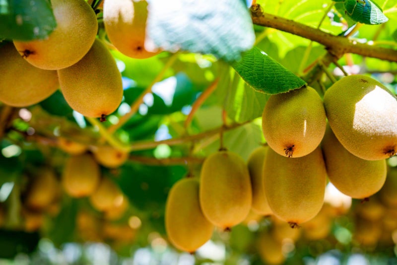 0 Whatitiri Road, Maungatapere, Whangarei - Carousel 2