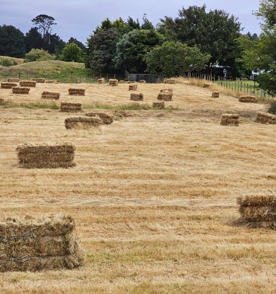 965 Koputaroa Road, Levin - Carousel 26