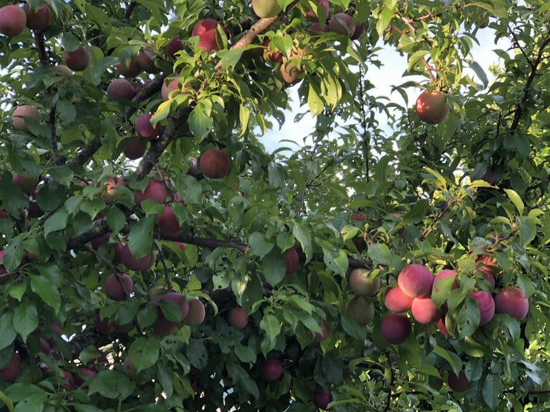 32 Faulkner Street, Gate Pa, Tauranga - Carousel 26