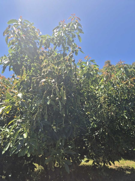 12A Aongatete Road, Katikati - Carousel 15