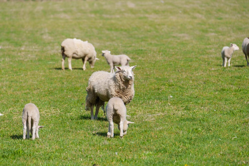 135 Wild Road, Christchurch - Carousel 49