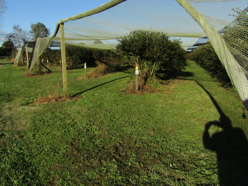 549A Seddon Road, Gordonton - Carousel 32