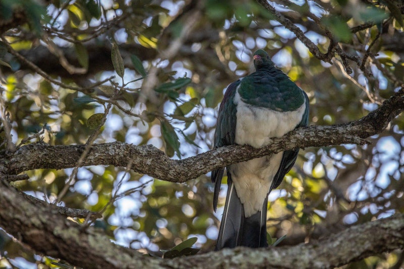 25 Calais Terrace, Ostend, Waiheke Island - Carousel 27