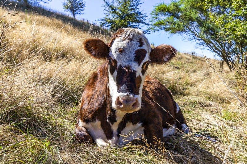 1 Edge Hill, Taupo - Carousel 33